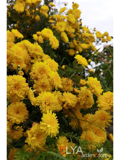 Хризантема корейская желтая, саженец - деленка куста, с ЗКС