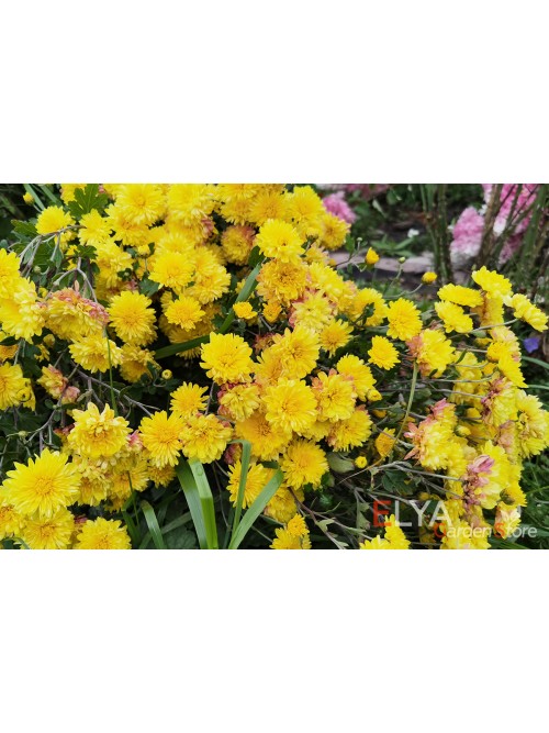 Хризантема корейская желтая, саженец - деленка куста, с ЗКС