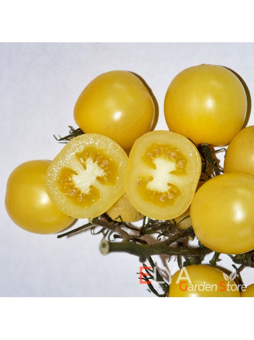 Семена томата Бендиго Мун (гном) - коллекционный сорт