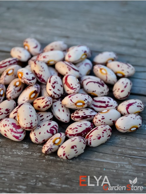 Семена фасоли Bacita - коллекционный сорт