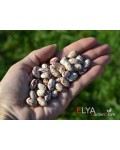 Семена фасоли Bacita - коллекционный сорт
