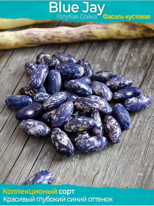 Семена фасоли Blue Jay - коллекционный сорт