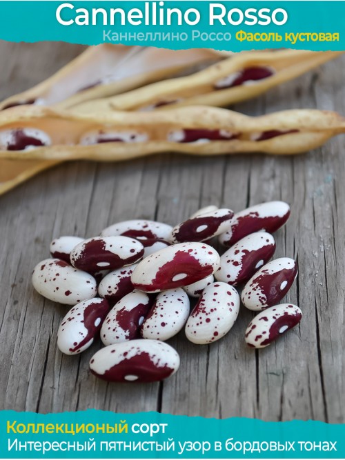 Семена фасоли Cannellino Rosso - коллекционный сорт
