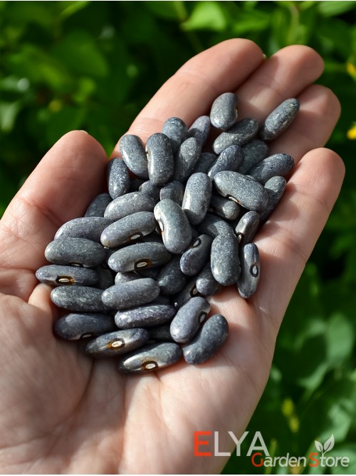 Семена фасоли Cyrus Grays  - коллекционный сорт