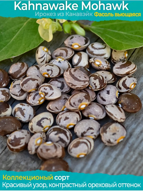 Семена фасоли Kahnawake Mohawk - коллекционный сорт