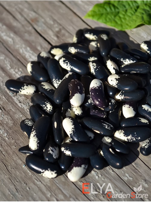 Семена фасоли Magpie - коллекционный сорт