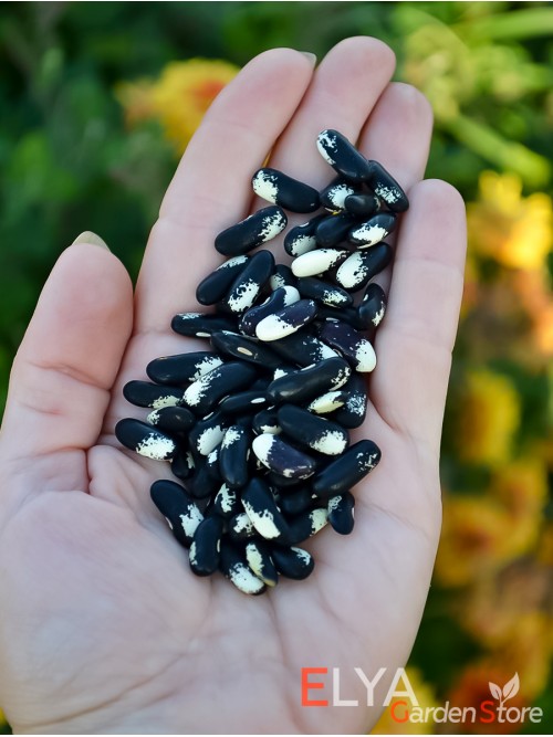 Семена фасоли Magpie - коллекционный сорт
