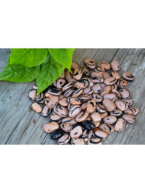 Семена фасоли Mother Earth - коллекционный сорт