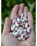 Семена фасоли Nuns Belly Button - коллекционный сорт