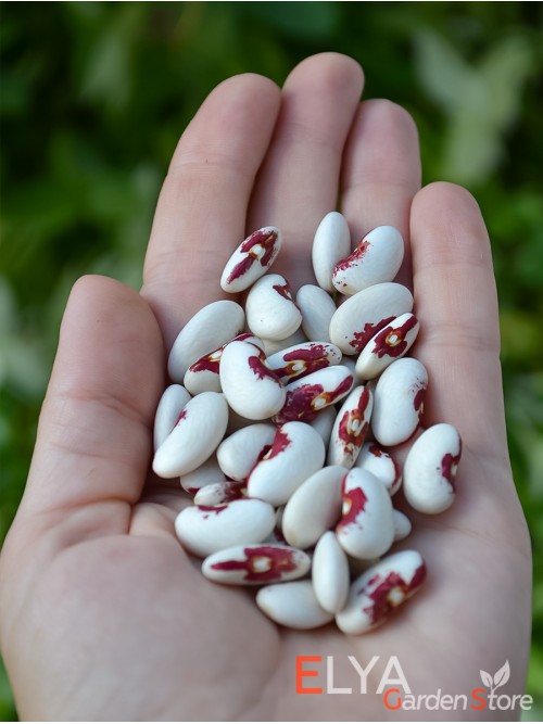 Семена фасоли Nuns Belly Button - коллекционный сорт
