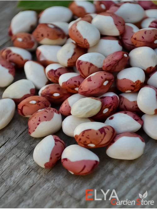 Семена фасоли Red Head - коллекционный сорт