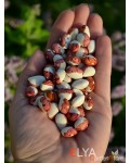 Семена фасоли Red Head - коллекционный сорт