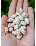 Семена фасоли Tailor - коллекционный сорт