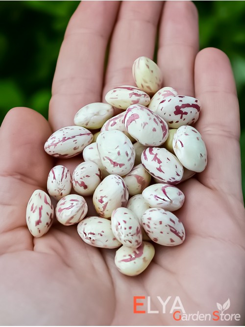 Семена фасоли Tailor - коллекционный сорт