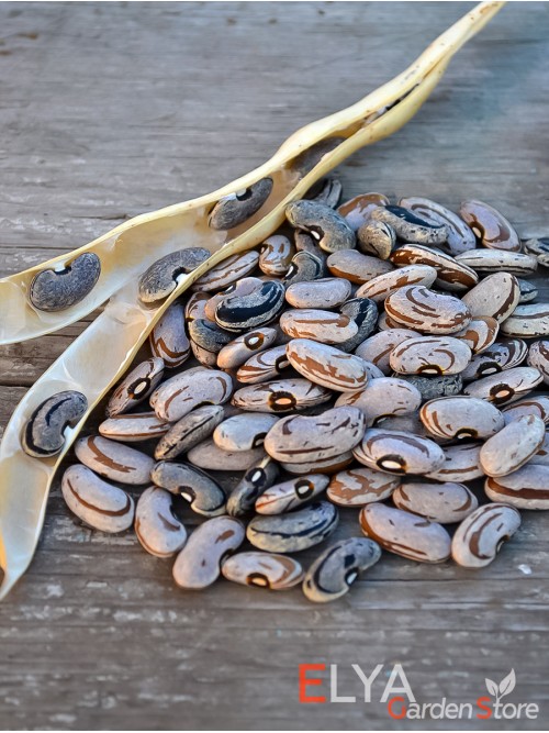 Семена фасоли Tennessee Wonder - коллекционный сорт