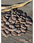 Семена фасоли Tennessee Wonder - коллекционный сорт