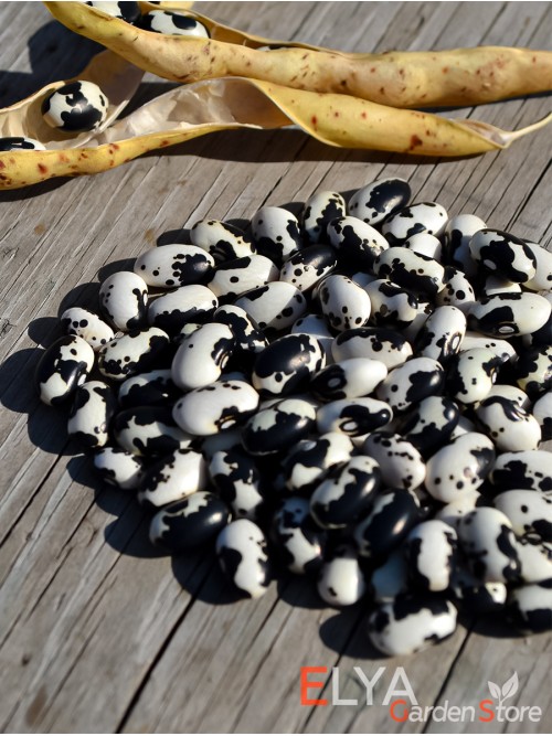 Семена фасоли Vaquero - коллекционный сорт