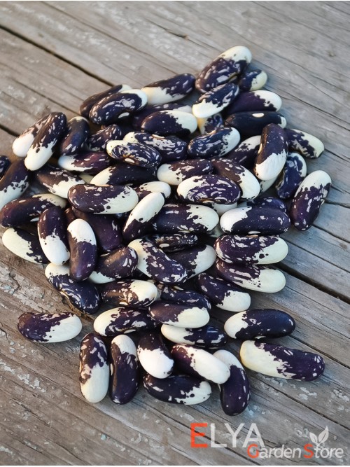 Семена фасоли Vermont Appaloosa - коллекционный сорт