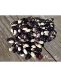 Семена фасоли Vermont Appaloosa - коллекционный сорт