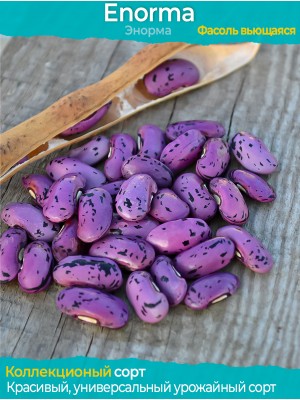Семена фасоли Enorma - коллекционный сорт