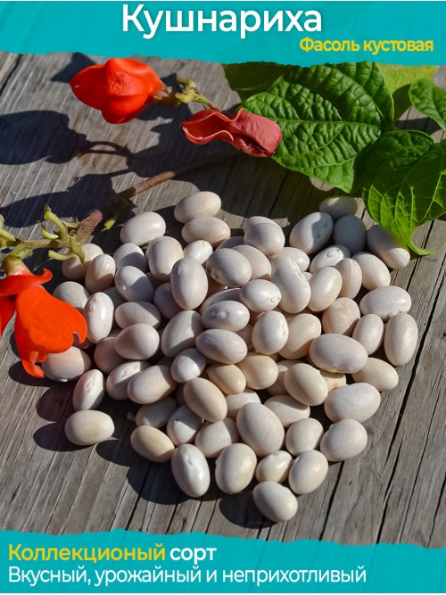 Семена фасоли Кушнариха - коллекционный сорт