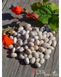 Семена фасоли Кушнариха - коллекционный сорт