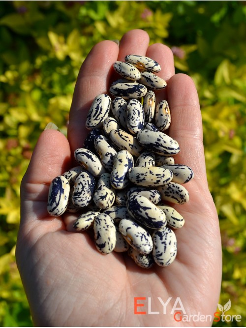 Семена фасоли Buxton Buckshot Outcross  - коллекционный сорт