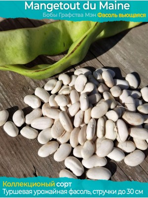 Семена фасоли Mangetout du Maine - коллекционный сорт