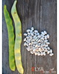 Семена фасоли Mangetout du Maine - коллекционный сорт