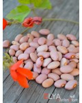 Семена фасоли Pink Bean - коллекционный сорт