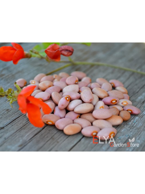 Семена фасоли Pink Bean - коллекционный сорт