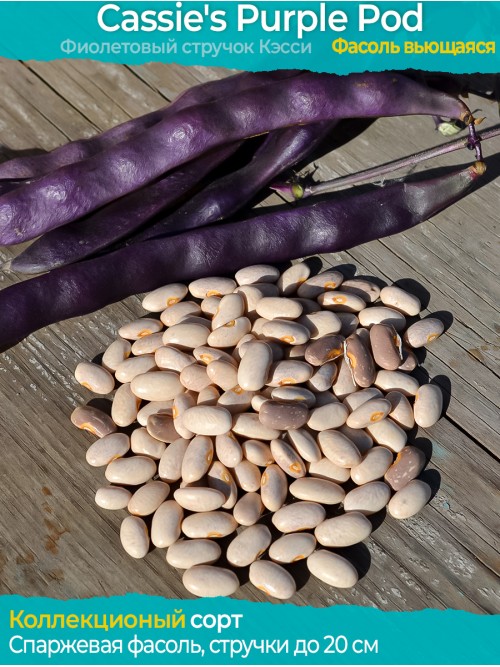 Семена фасоли Cassie's Purple Pod - коллекционный сорт