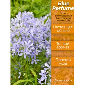 Флокс растопыренный Блю Парфюм (Blue Perfume), саженец - деленка куста, с ЗКС