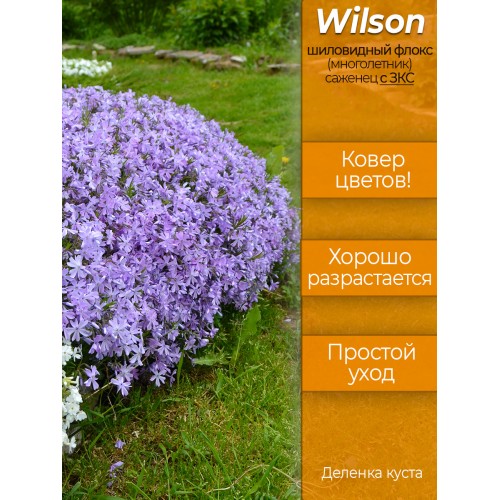 Флокс шиловидный Вилсон (Wilson) - саженец - деленка куста, с ЗКС