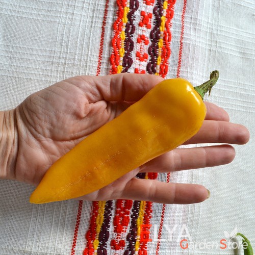 Семена острого перца Петит Марсельез - коллекционный сорт