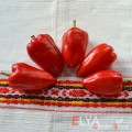 Семена острого перца Сомборка - коллекционный сорт