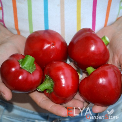 Семена сладкого перца Гогошары Красный - коллекционный сорт