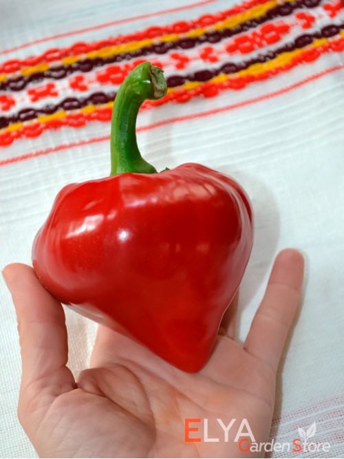 Семена сладкого перца Леся Красная - коллекционный сорт