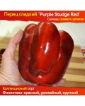 Семена сладкого перца Purple Studge Red - коллекционный сорт