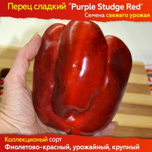 Семена сладкого перца Purple Studge Red - коллекционный сорт