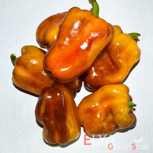 Семена сладкого перца Клякса - коллекционный сорт