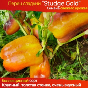 Семена сладкого перца Purple Studge Gold - коллекционный сорт