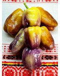 Семена сладкого перца Purple Studge Gold - коллекционный сорт