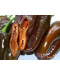 Семена сладкого перца Шоколадные Георгески - коллекционный сорт