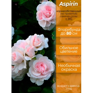 Роза Аспирин (Aspirin) - возраст саженца - 1 год, корнесобственная, с ЗКС