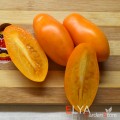 Семена томата Чухлома - коллекционный сорт