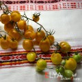 Семена томата Боске Синий Шмель - коллекционный сорт
