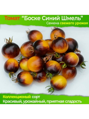 Семена томата Боске Синий Шмель - коллекционный сорт