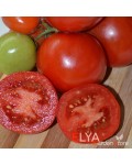 Семена томата Дубок - коллекционный сорт