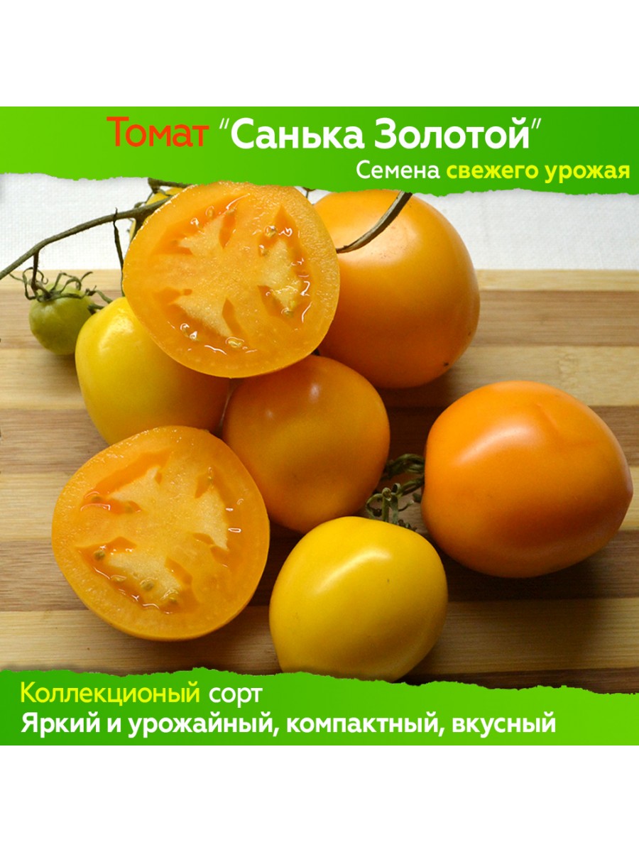 Сорт томата санька золотой
